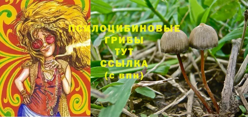 Галлюциногенные грибы Cubensis  Кинешма 